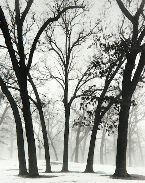 Trees in Fog (Wisconsin) by Bruce Zander | ArtworkNetwork.com