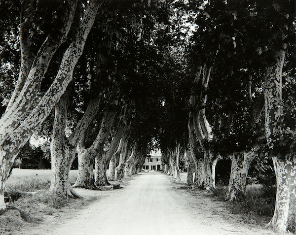Tree-lined Drive (France) by Bruce Zander | ArtworkNetwork.com