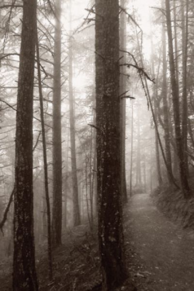 paths of giants by Scott Takeda | ArtworkNetwork.com