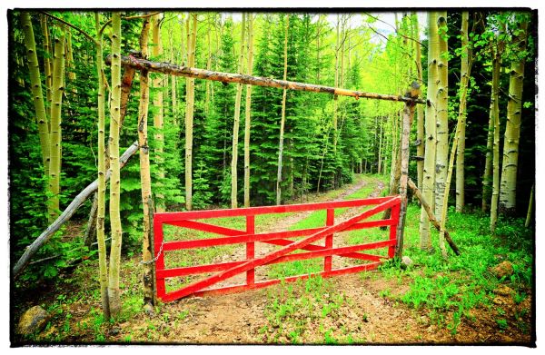 Red Forest Fence (Colorado) by Scott Takeda | ArtworkNetwork.com