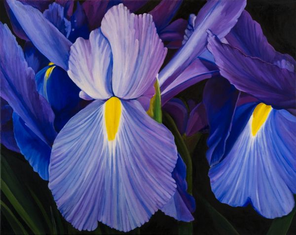 Dutch Irises by Amanda Stavast | ArtworkNetwork.com